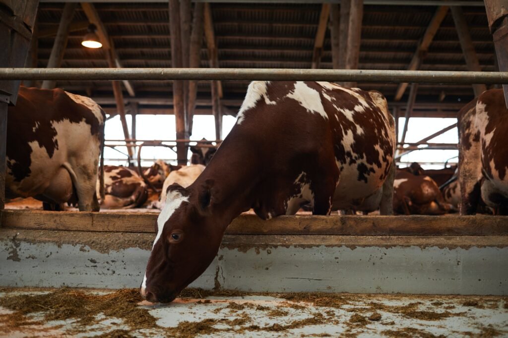 Beautiful Cows Feeding at Farm