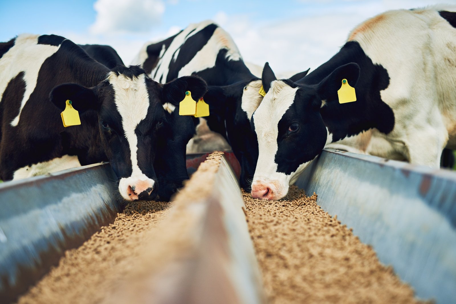 Its only the best for these cows. Cropped shot of a herd of cows feeding on a dairy farm.